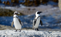 अफ्रिकी पेन्गुइन जनसङ्ख्या बर्डफ्लुका कारण जोखिममा