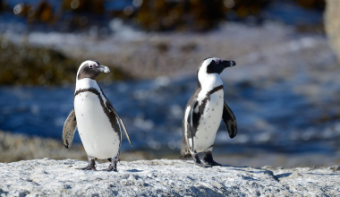 अफ्रिकी पेन्गुइन जनसङ्ख्या बर्डफ्लुका कारण जोखिममा