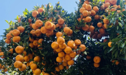 मौसमले साथ दिँदा सुन्तला उत्पादनमा वृद्धि, यसवर्ष २६ करोड ९० लाख बराबरको बिक्री