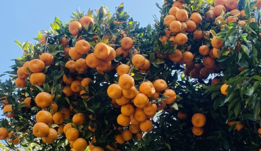 मौसमले साथ दिँदा सुन्तला उत्पादनमा वृद्धि, यसवर्ष २६ करोड ९० लाख बराबरको बिक्री