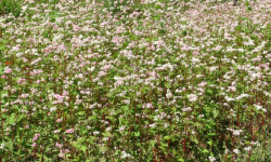 बाँझो जमिन उपयोग गरेर फलाइयो तिते फापर