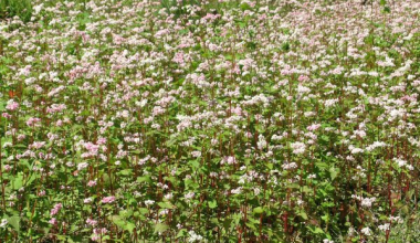 बाँझो जमिन उपयोग गरेर फलाइयो तिते फापर