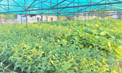 हरियाली बन्दै बाँके, बिरुवा वितरण र उत्पादनमा जोड