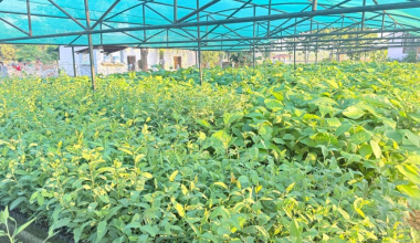 हरियाली बन्दै बाँके, बिरुवा वितरण र उत्पादनमा जोड