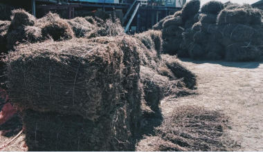 चिराइतोको मूल्यमा गिरावट आउँदा भोजपुरका किसान चिन्तित