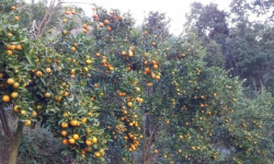 स्याङ्जामा यस वर्ष एक अर्ब ३२ करोडको सुन्तला उत्पादन