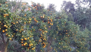 स्याङ्जामा यस वर्ष एक अर्ब ३२ करोडको सुन्तला उत्पादन