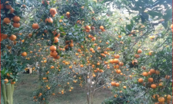 दश करोड बढीमा बिक्री भए भीरकोटका सुन्तला