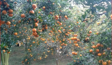 दश करोड बढीमा बिक्री भए भीरकोटका सुन्तला