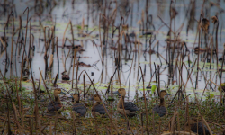 बाँकेमा जलपन्छीको वासस्थान जोखिममा