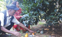 टिप्ने बेलाको सुन्तलामा कीरा लागेपछि कृषक चिन्तित