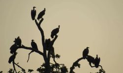 कञ्चनपुरमा गिद्धको गुँड अनुगमन सुरु, संख्यामा सुधार आउँदै