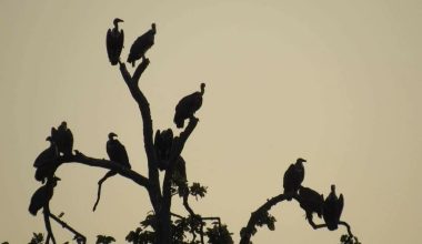 कञ्चनपुरमा गिद्धको गुँड अनुगमन सुरु, संख्यामा सुधार आउँदै