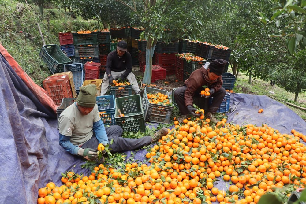 अन्नपूर्णबाट करिब चार करोड मूल्यबराबरको सुन्तला बिक्री
