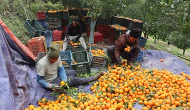अन्नपूर्णबाट करिब चार करोड मूल्यबराबरको सुन्तला बिक्री