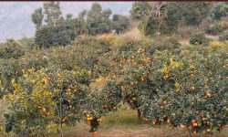 मूल्य पाइने आशामा बोटमै जुनार