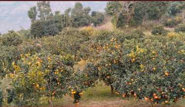 मूल्य पाइने आशामा बोटमै जुनार