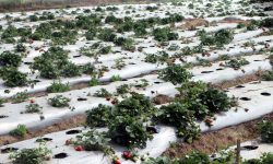 ‘स्ट्रबेरी’खेतीले बढायो ‘एग्रो–टुरिजम’को आकर्षण