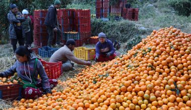 म्याग्दीमा ३१ करोड ६० लाखको सुन्तला उत्पादन