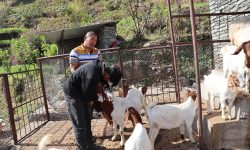 पशुलाई रोगबाट जोगाउन पूर्णखोप अभियान सञ्चालन