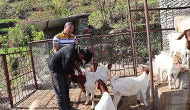 पशुलाई रोगबाट जोगाउन पूर्णखोप अभियान सञ्चालन