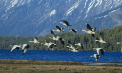 बढ्दो अतिक्रमण र प्रदूषणले सङ्कटमा सिमसार