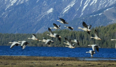 बढ्दो अतिक्रमण र प्रदूषणले सङ्कटमा सिमसार