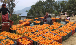 सिगाना बन्यो ‘सुन्तला गाउँ’, भित्रियो चार करोड
