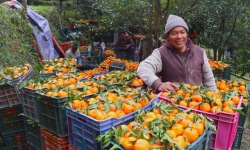 म्याग्दीको दोसल्लेबाट यसवर्ष दुई करोड मूल्य बराबरको सुन्तला बिक्री