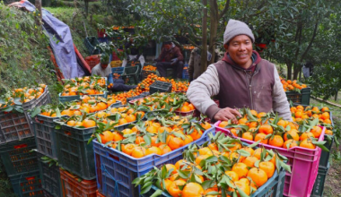 म्याग्दीको दोसल्लेबाट यसवर्ष दुई करोड मूल्य बराबरको सुन्तला बिक्री