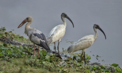 नेपालमा जलपक्षीको संख्या घट्दो
