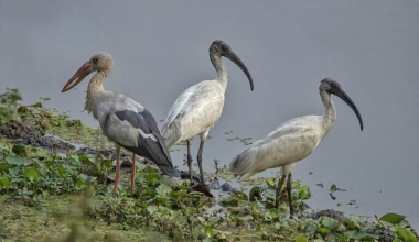 नेपालमा जलपक्षीको संख्या घट्दो