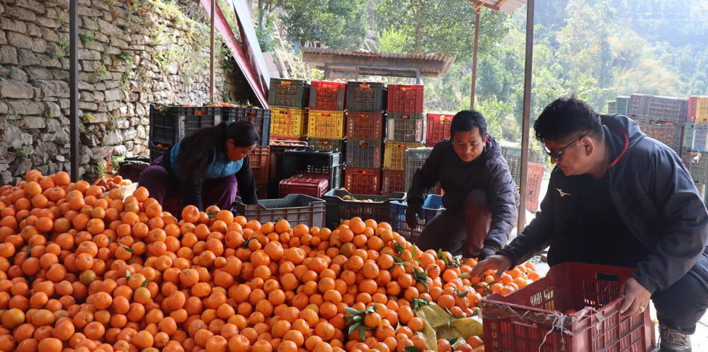 सुन्तला बेचेर २० लाख रुपैयाँकाे आम्दानी