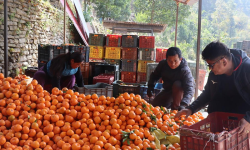 सुन्तला बेचेर २० लाख रुपैयाँकाे आम्दानी