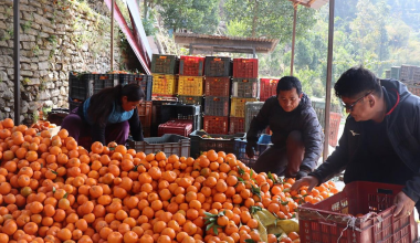 सुन्तला बेचेर २० लाख रुपैयाँकाे आम्दानी