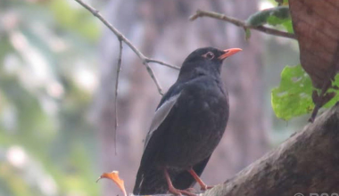 पहाडी वनको ‘मदना चाँचर’ शुक्लाफाँटामा