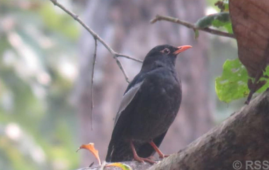 पहाडी वनको ‘मदना चाँचर’ शुक्लाफाँटामा