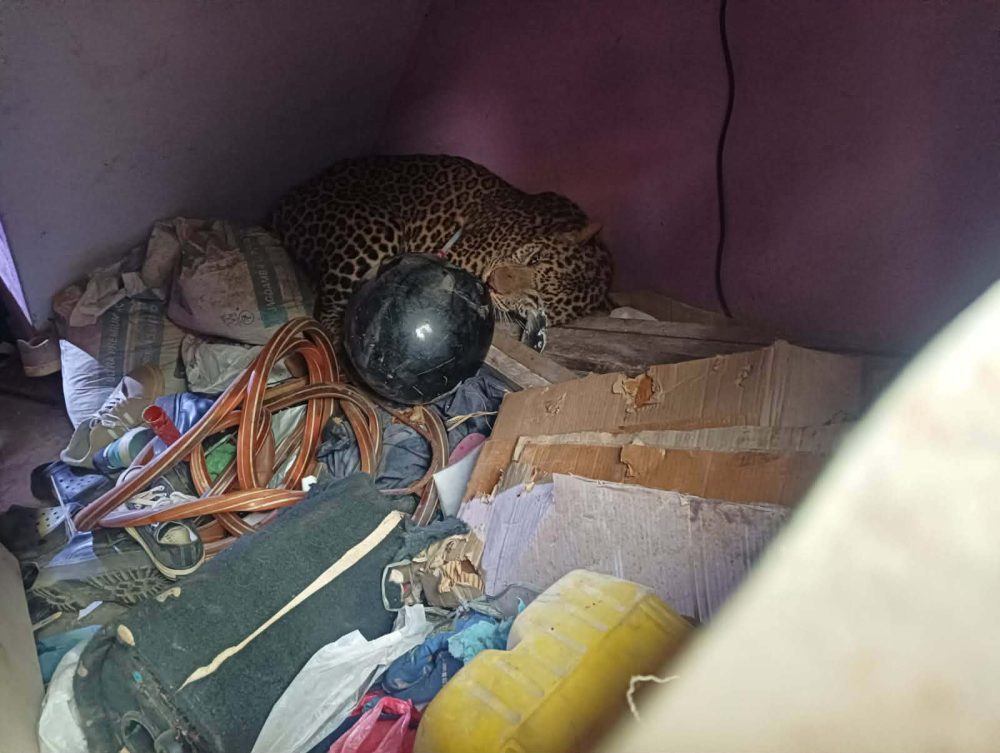 घरभित्र पसेको चितुवाको उद्धार