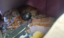 घरभित्र पसेको चितुवाको उद्धार