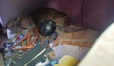 घरभित्र पसेको चितुवाको उद्धार