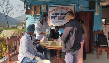 गाईभैँसीमा थुनेलो रोग