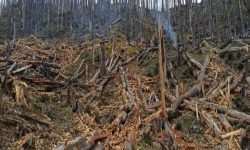 गतलाङ क्षेत्रमा ‘ड्रोन’बाट वनस्पतिका बीउ छरिदै