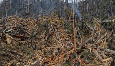 गतलाङ क्षेत्रमा ‘ड्रोन’बाट वनस्पतिका बीउ छरिदै