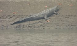 देवघाटमा देखियो घडियाल गोही