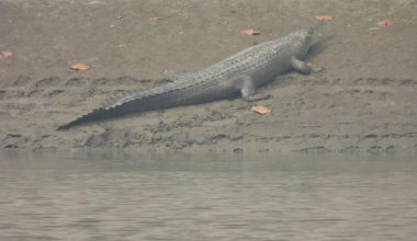 देवघाटमा देखियो घडियाल गोही