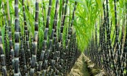 एभरेष्ट चिनी उद्योगमा लक्ष्यभन्दा कम उखु क्रसिङ