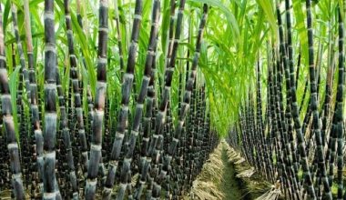 एभरेष्ट चिनी उद्योगमा लक्ष्यभन्दा कम उखु क्रसिङ