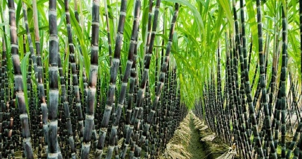 एभरेष्ट चिनी उद्योगमा लक्ष्यभन्दा कम उखु क्रसिङ