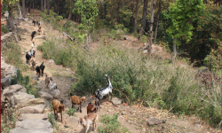 बाख्रापालनमा निर्भर धारापानीका बासिन्दा