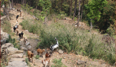 बाख्रापालनमा निर्भर धारापानीका बासिन्दा